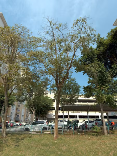 tree photo