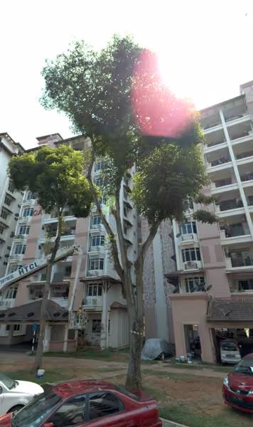 tree photo