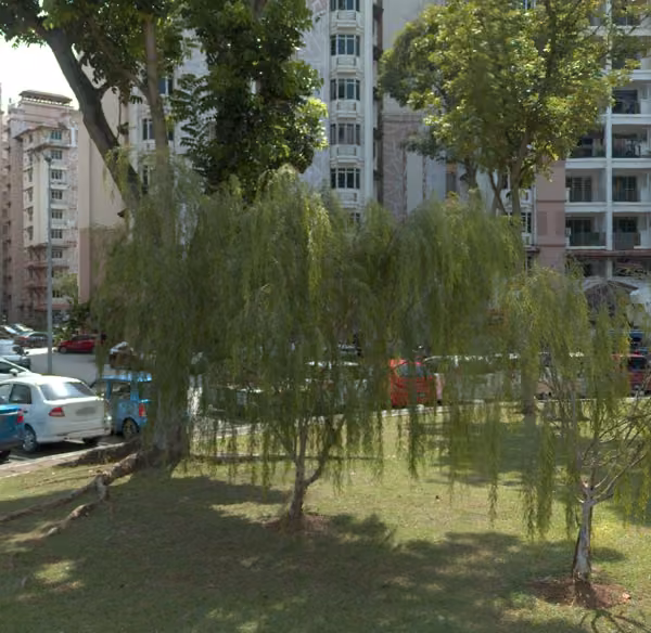 tree photo