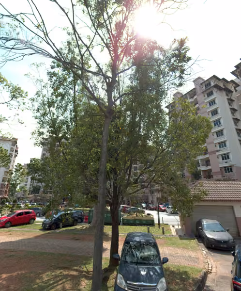 tree photo