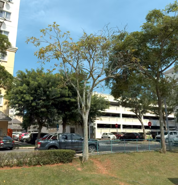 tree photo