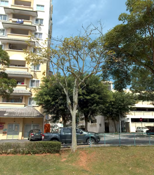 tree photo