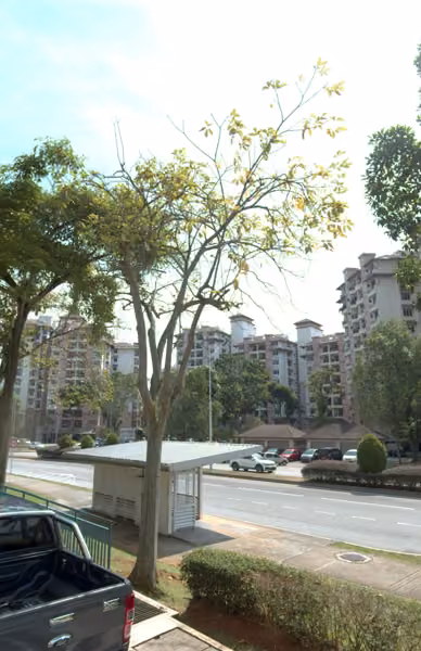 tree photo