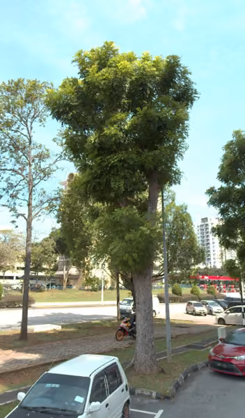 tree photo