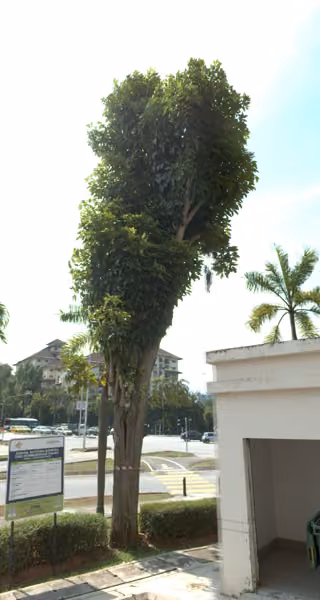 tree photo