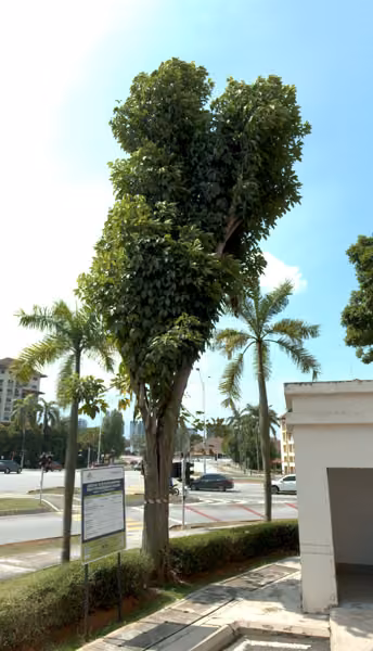 tree photo