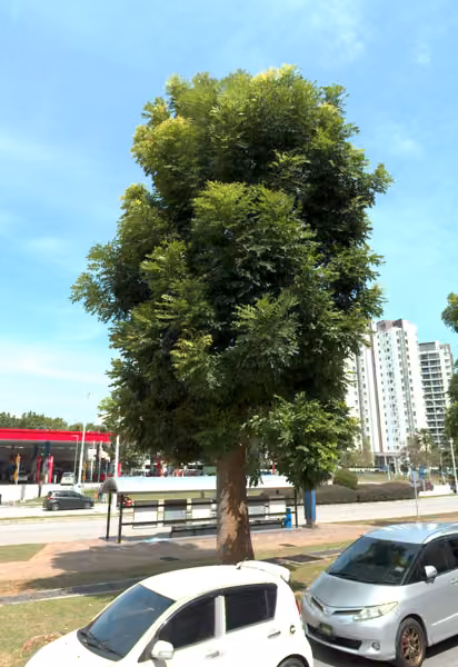 tree photo