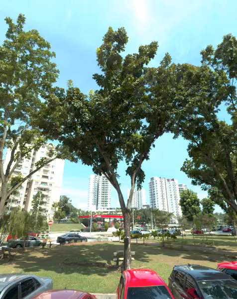 tree photo
