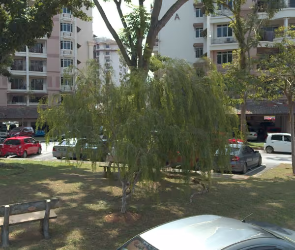 tree photo