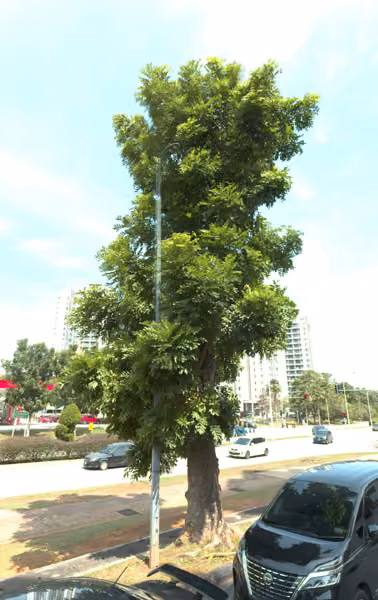 tree photo