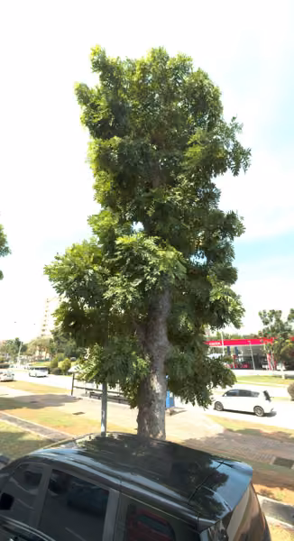 tree photo