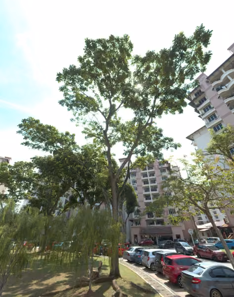 tree photo