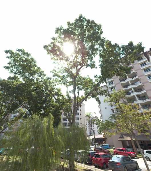 tree photo