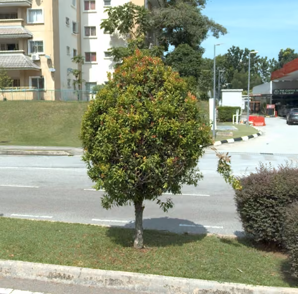 tree photo