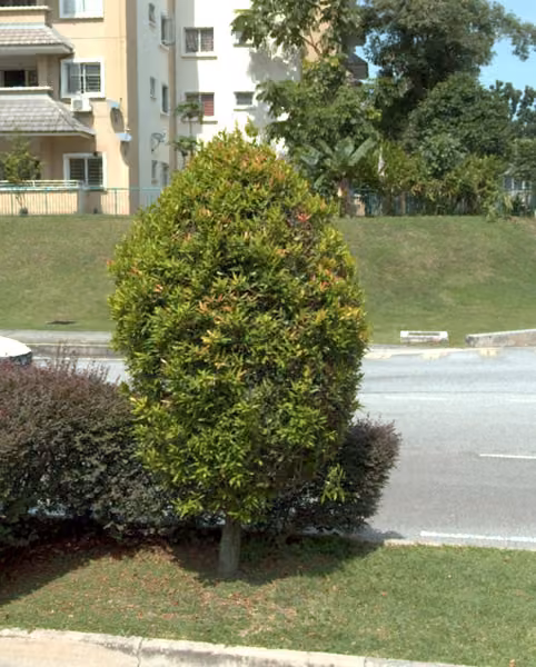 tree photo