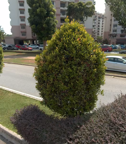 tree photo