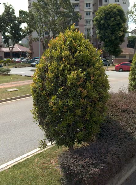 tree photo