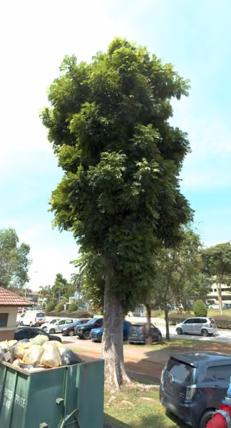 tree photo
