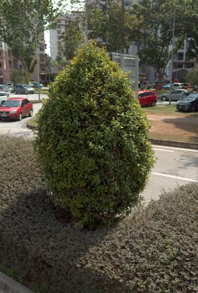 tree photo