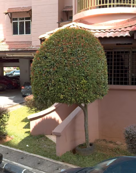 tree photo