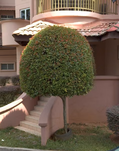 tree photo