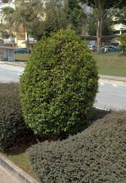 tree photo