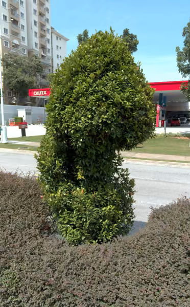 tree photo
