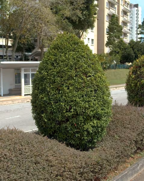 tree photo