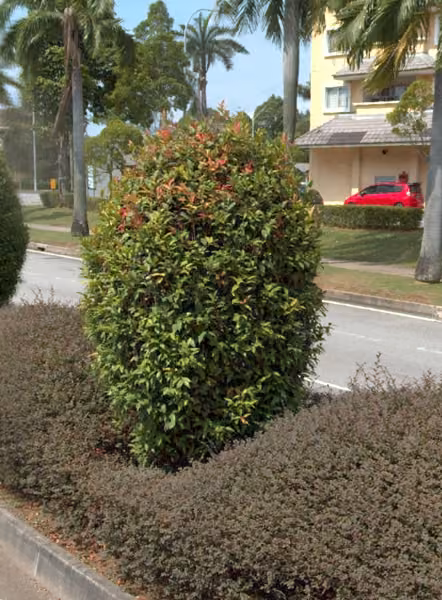tree photo