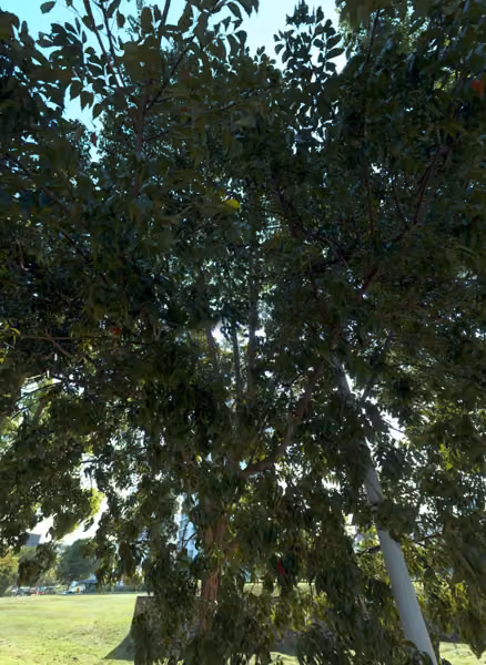 tree photo