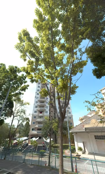 tree photo