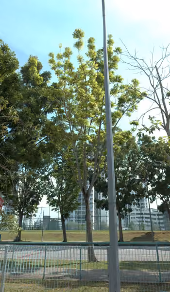tree photo