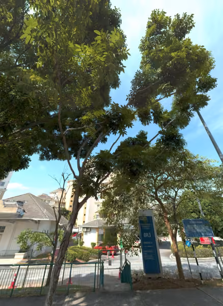 tree photo