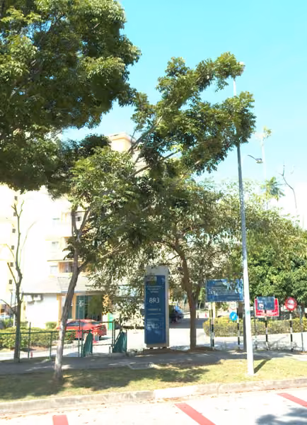 tree photo