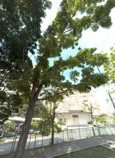 tree photo