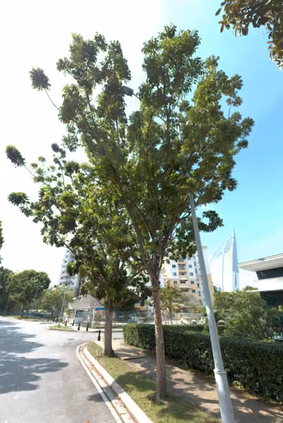 tree photo