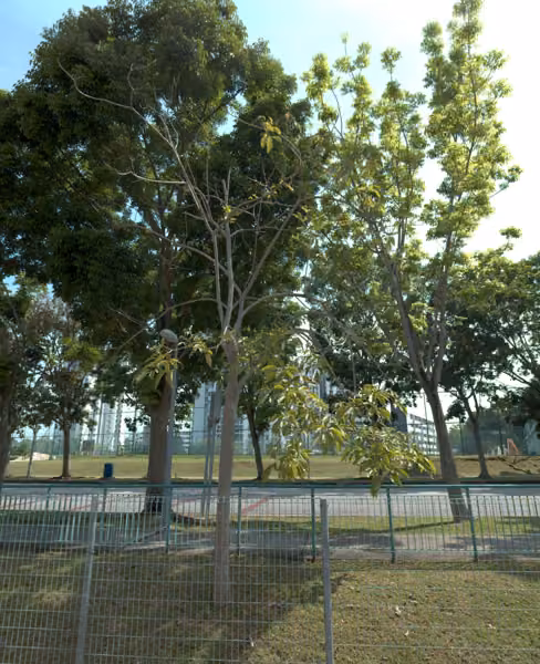 tree photo