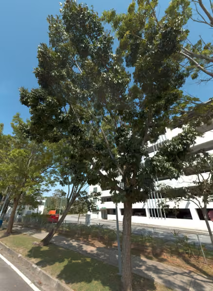 tree photo
