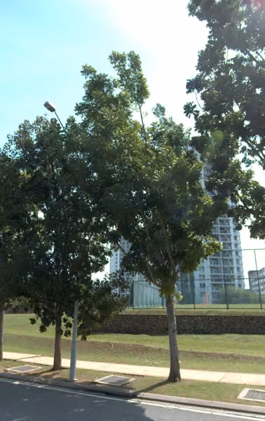 tree photo