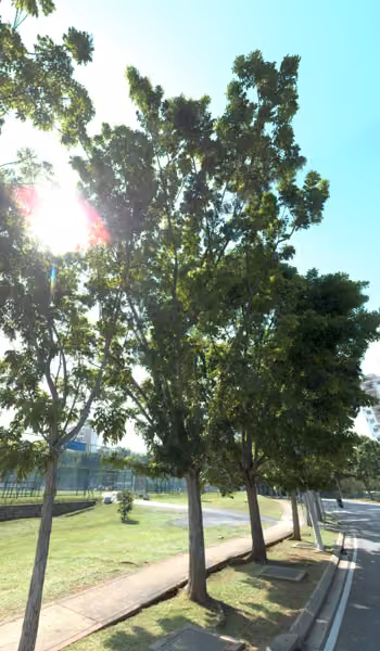 tree photo