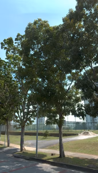 tree photo