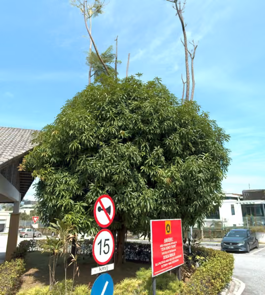 tree photo