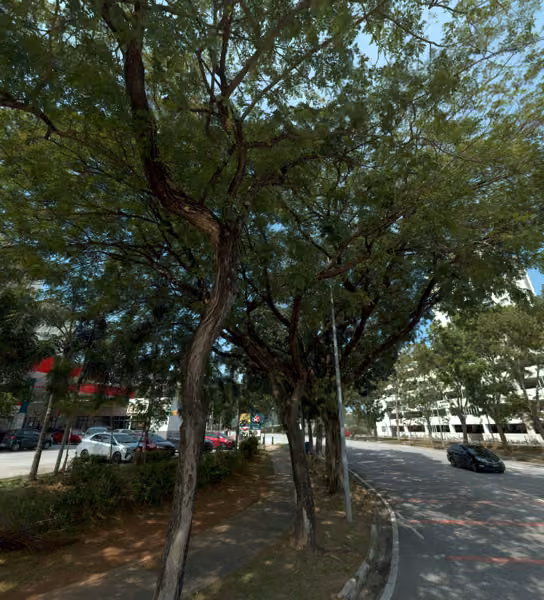 tree photo