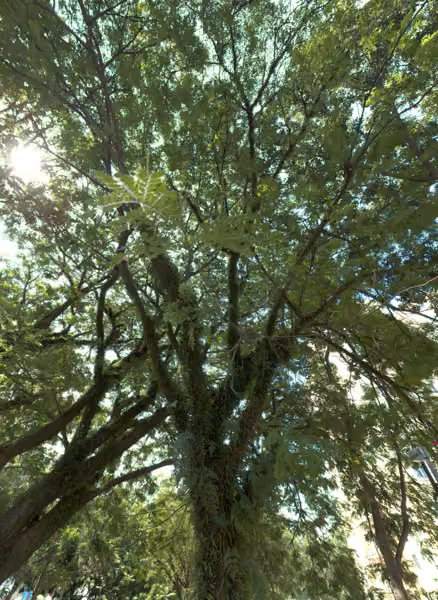 tree photo