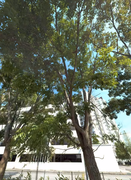 tree photo
