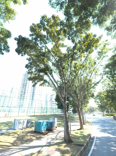 tree photo