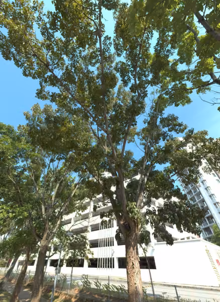 tree photo