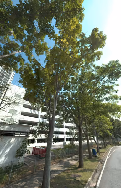 tree photo