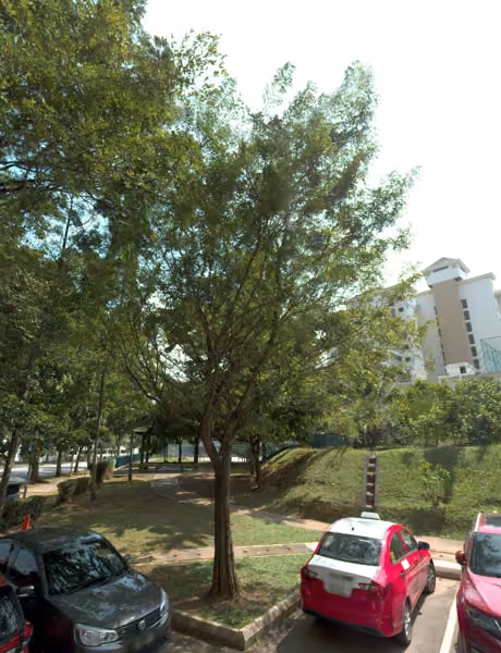 tree photo