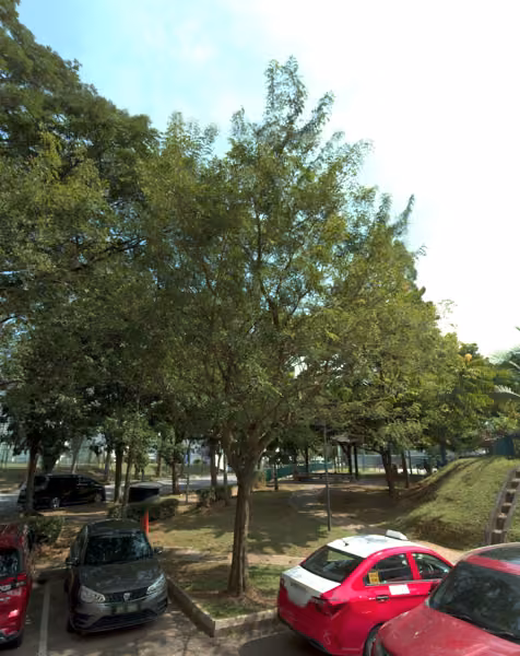 tree photo